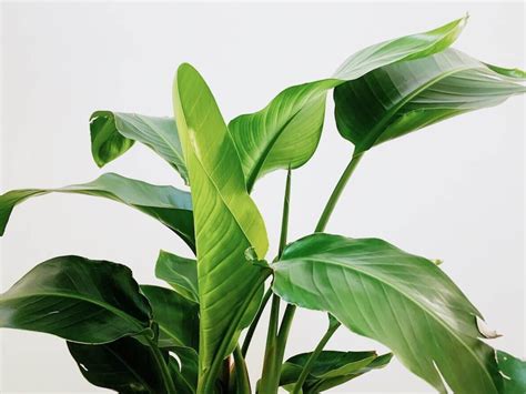 天堂鳥植物|天堂鳥怎麼養？基礎照顧方法和特色